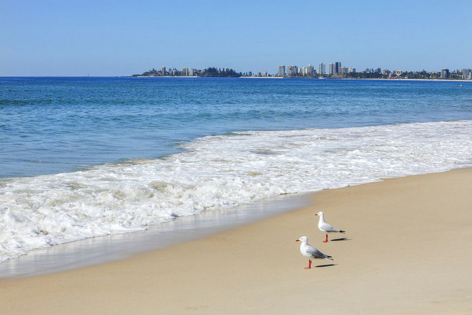 Seagulls on Tugun Beach in front of Sandbox Apartments